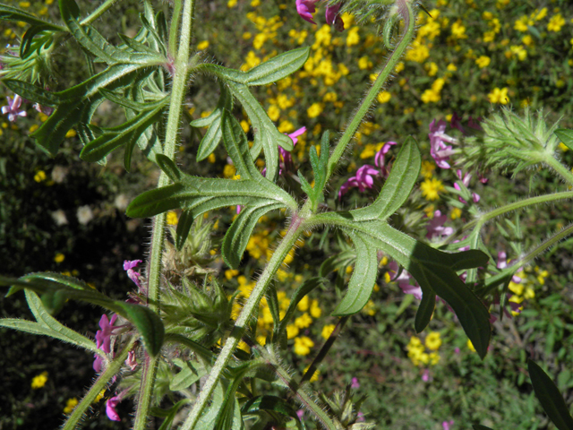 Glandularia chiricahensis (Chiricahua mountain mock vervain) #79264