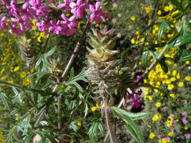 Glandularia chiricahensis (Chiricahua mountain mock vervain) #79278