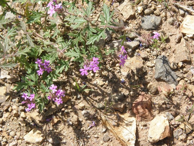 Glandularia chiricahensis (Chiricahua mountain mock vervain) #79279