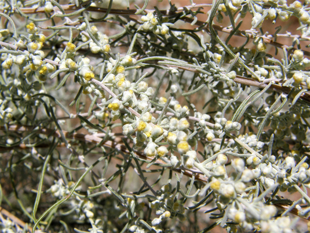 Artemisia filifolia (Sand sagebrush) #79282