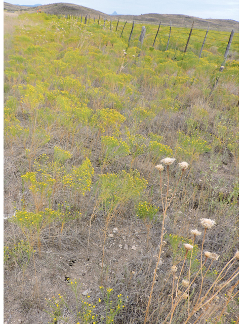 Amphiachyris dracunculoides (Prairie broomweed) #79364