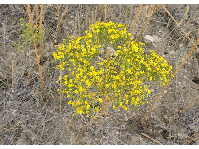 Amphiachyris dracunculoides (Prairie broomweed) #79366