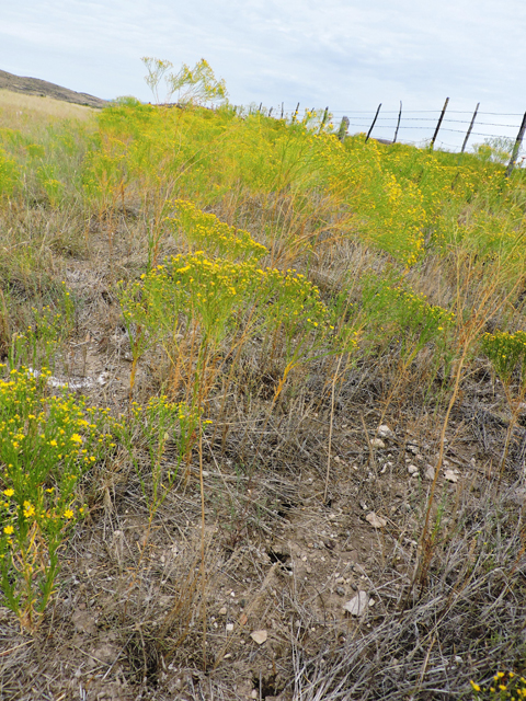 Amphiachyris dracunculoides (Prairie broomweed) #79368