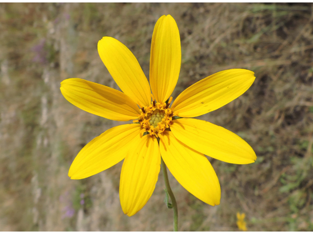 Engelmannia peristenia (Engelmann's daisy) #79381