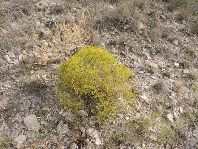Gutierrezia microcephala (Threadleaf snakeweed) #79382