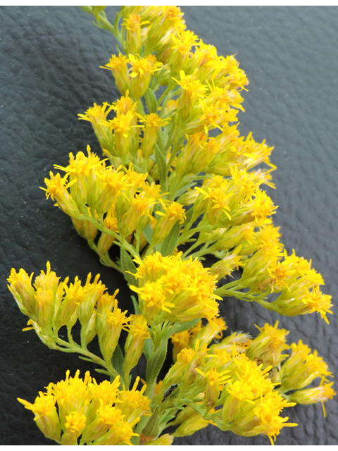 Solidago altissima (Tall goldenrod) #79418