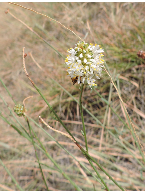 Dalea candida var. oligophylla (Fewleaf white prairie clover) #79422