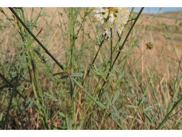 Dalea candida var. oligophylla (Fewleaf white prairie clover) #79423