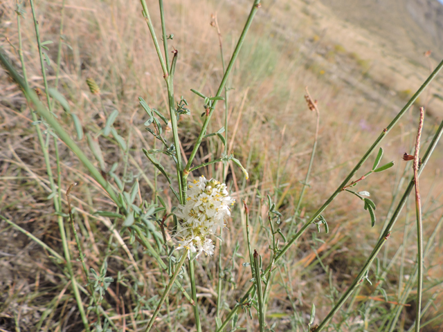 Dalea candida var. oligophylla (Fewleaf white prairie clover) #79424