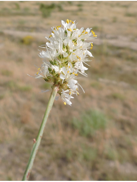 Dalea candida var. oligophylla (Fewleaf white prairie clover) #79427