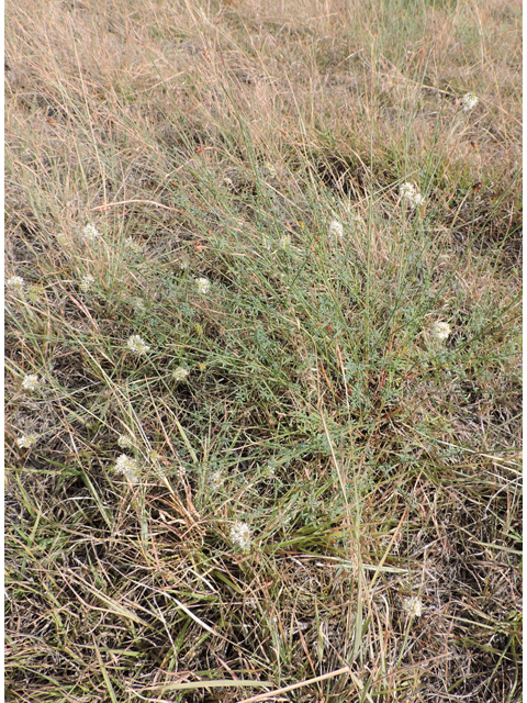 Dalea candida var. oligophylla (Fewleaf white prairie clover) #79429