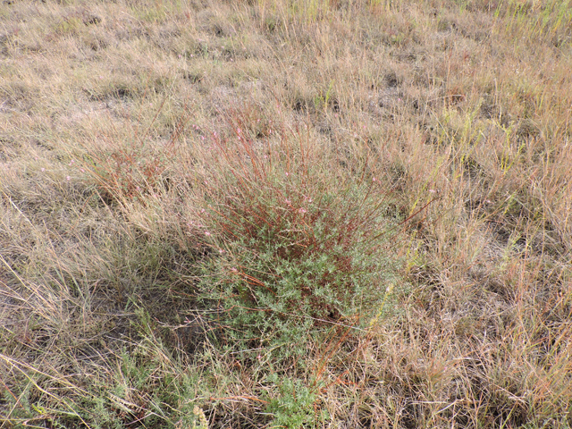 Oenothera calcicola (Texas beeblossom) #79454