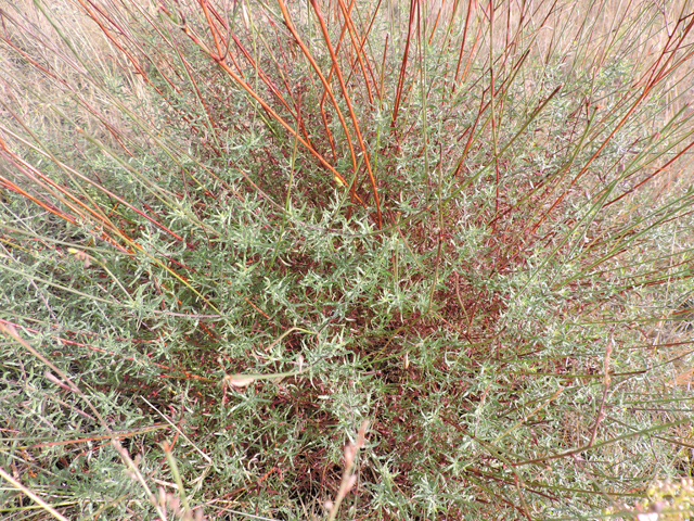 Oenothera calcicola (Texas beeblossom) #79455