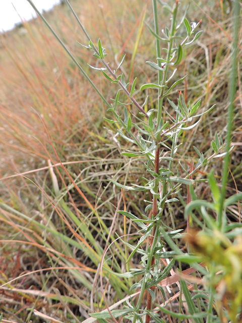 Oenothera calcicola (Texas beeblossom) #79456