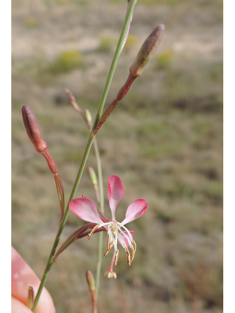 Oenothera calcicola (Texas beeblossom) #79457