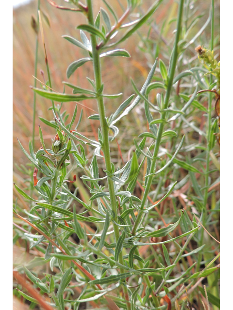 Oenothera calcicola (Texas beeblossom) #79458