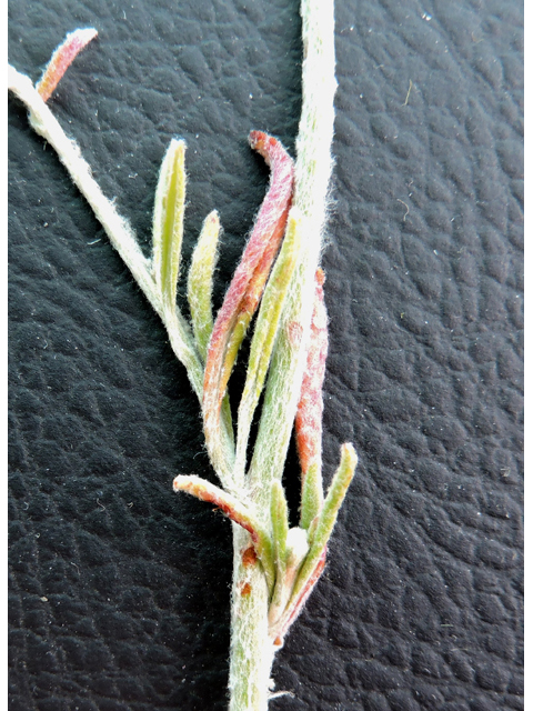 Eriogonum annuum (Annual buckwheat) #79460