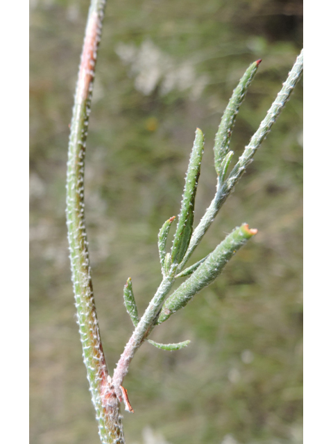 Eriogonum annuum (Annual buckwheat) #79462