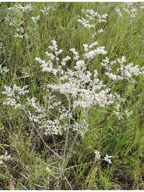 Eriogonum annuum (Annual buckwheat) #79464
