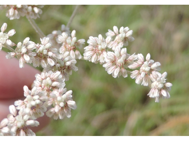 Eriogonum annuum (Annual buckwheat) #79468