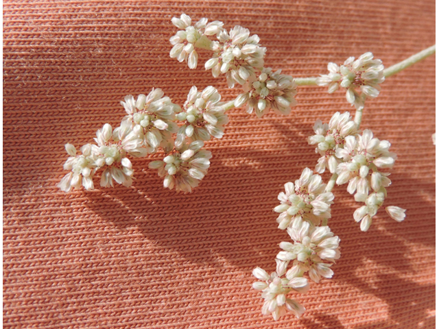 Eriogonum annuum (Annual buckwheat) #79469