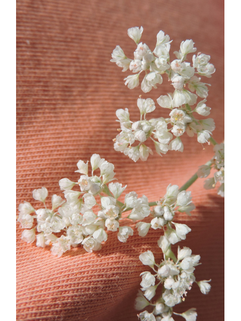 Eriogonum annuum (Annual buckwheat) #79471