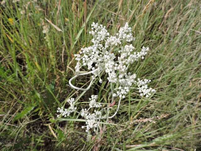 Eriogonum annuum (Annual buckwheat) #79472