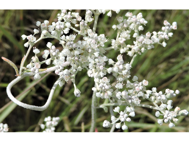 Eriogonum annuum (Annual buckwheat) #79474