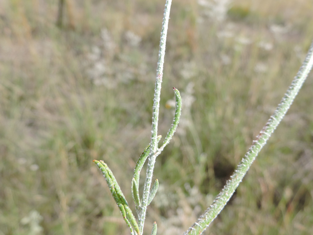 Eriogonum annuum (Annual buckwheat) #79477