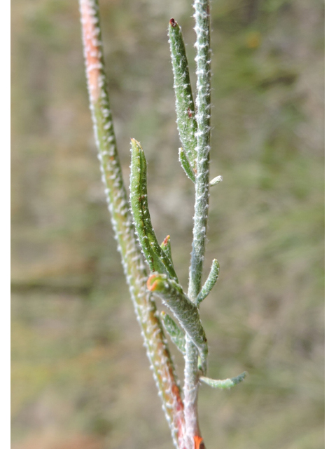 Eriogonum annuum (Annual buckwheat) #79478