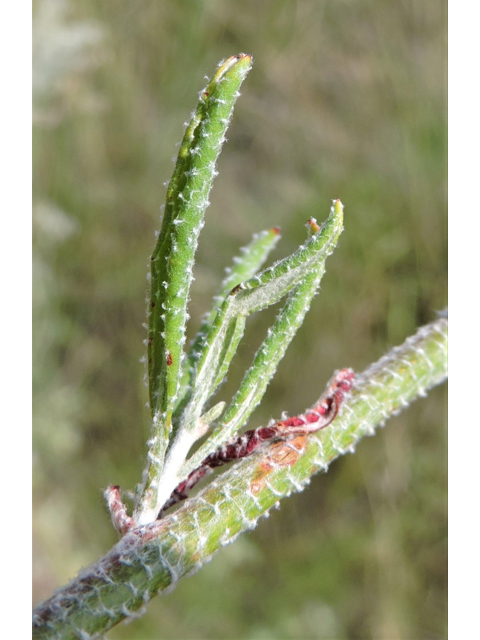 Eriogonum annuum (Annual buckwheat) #79479