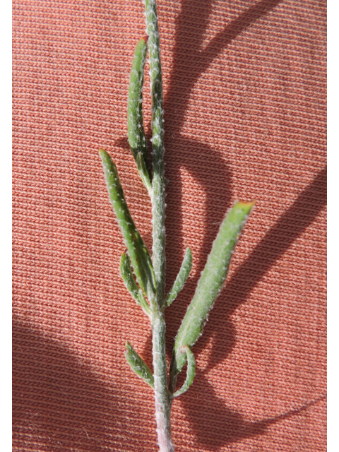 Eriogonum annuum (Annual buckwheat) #79480