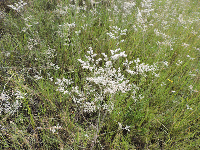 Eriogonum annuum (Annual buckwheat) #79483