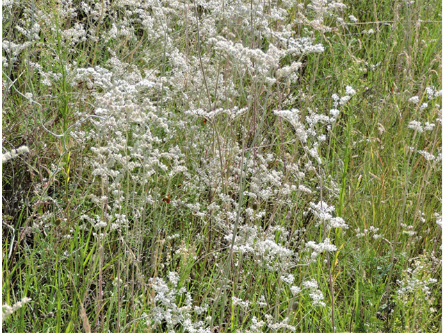 Eriogonum annuum (Annual buckwheat) #79484