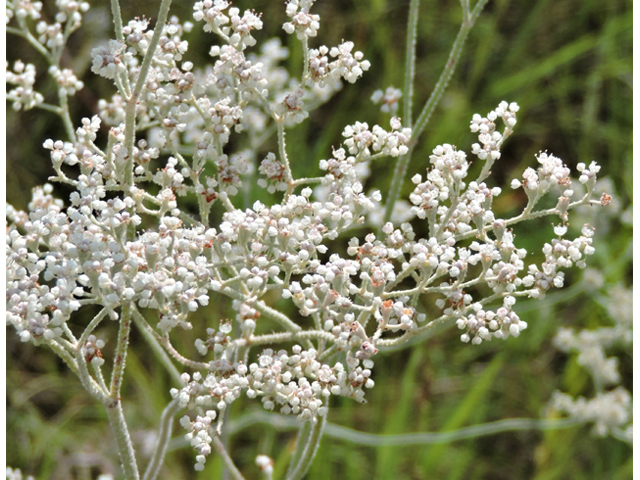 Eriogonum annuum (Annual buckwheat) #79485