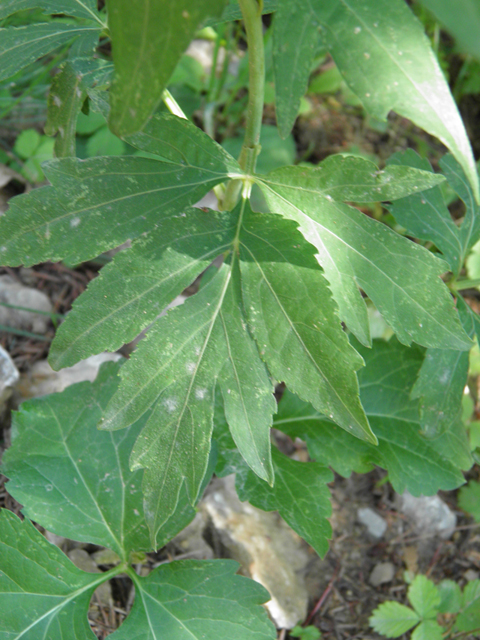 Rudbeckia laciniata (Green-headed coneflower) #79509