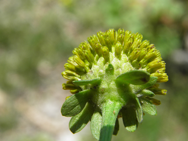 Rudbeckia laciniata (Green-headed coneflower) #79511