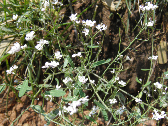 Thelypodiopsis vaseyi (Las vegas tumblemustard) #79529