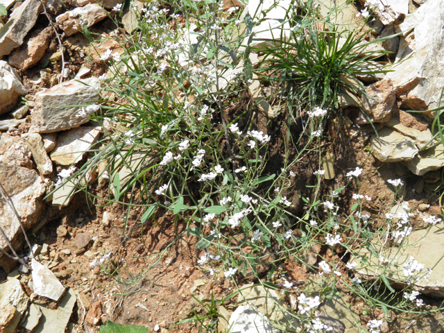 Thelypodiopsis vaseyi (Las vegas tumblemustard) #79530