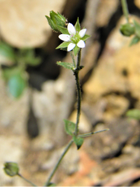 Arenaria lanuginosa ssp. saxosa (Spreading sandwort) #79539