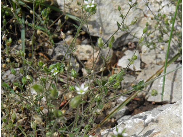 Arenaria lanuginosa ssp. saxosa (Spreading sandwort) #79541
