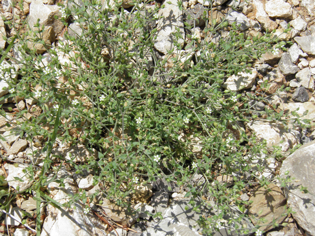 Arenaria lanuginosa ssp. saxosa (Spreading sandwort) #79543