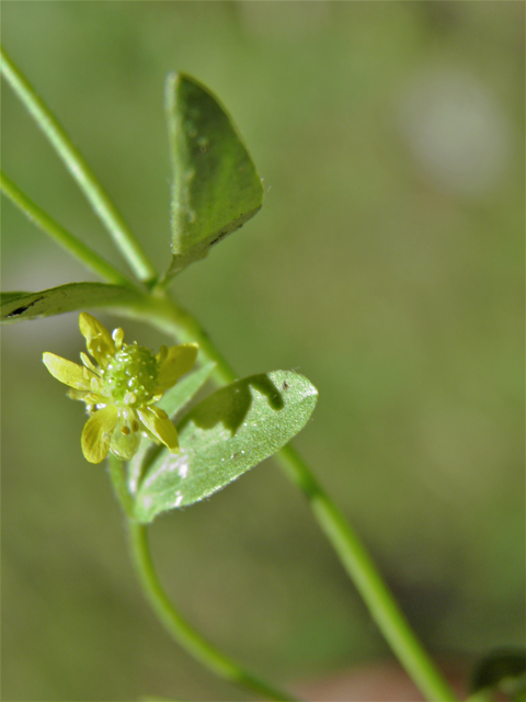 Ranunculus cymbalaria (Alkali buttercup) #79571