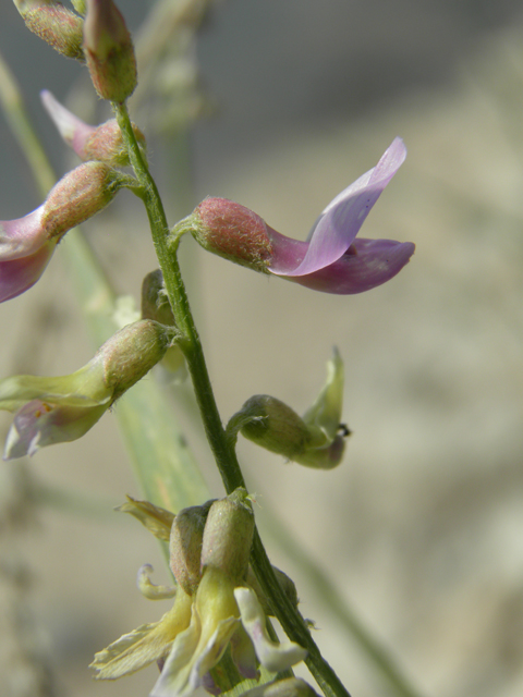Astragalus flexuosus var. flexuosus (Flexile milkvetch) #79643