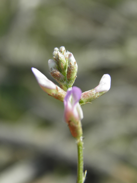 Astragalus flexuosus var. flexuosus (Flexile milkvetch) #79646