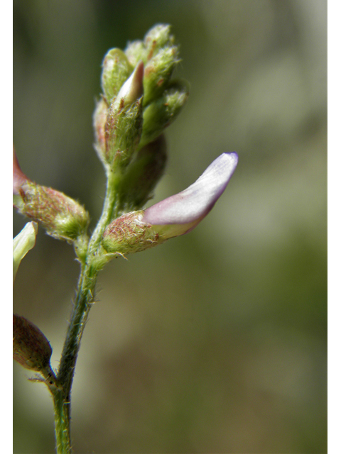 Astragalus flexuosus var. flexuosus (Flexile milkvetch) #79648