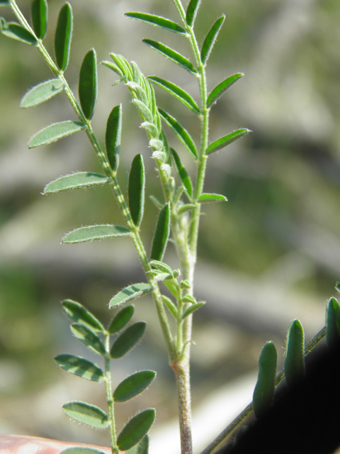 Astragalus flexuosus var. flexuosus (Flexile milkvetch) #79649
