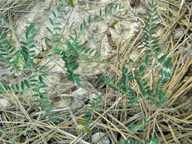 Astragalus flexuosus var. flexuosus (Flexile milkvetch) #79651