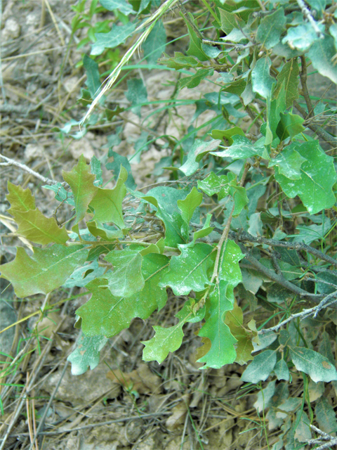 Quercus pungens (Pungent oak) #79655