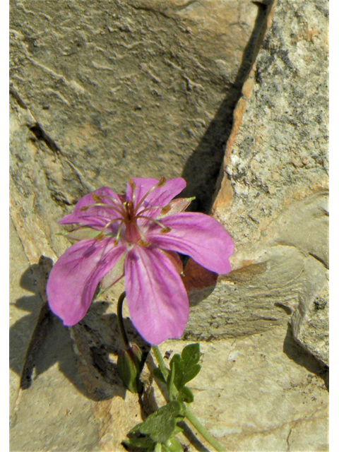 Geranium caespitosum (Pineywoods geranium) #79662
